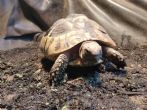Hermanns : Female approx 6 years old (Herb)